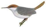 Rufous-tailed Tailorbird Illustration