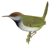 Dark-necked Tailorbird Illustration