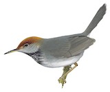 Cambodian Tailorbird Illustration