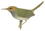 Olive-backed Tailorbird Illustration