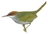 Trilling Tailorbird Illustration