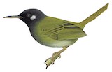 White-eared Tailorbird Illustration