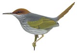 Grey-backed Tailorbird Illustration