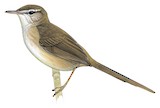 Aldabra Brush Warbler Illustration