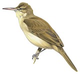 Nightingale Reed Warbler Illustration