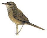 Grande Comore Brush Warbler Illustration