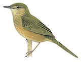 Moheli Brush Warbler Illustration