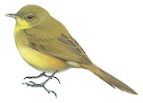 Papyrus Yellow Warbler Illustration