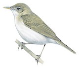 Sykes's Warbler Illustration