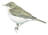 Eastern Olivaceous Warbler Illustration