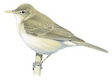 Western Olivaceous Warbler Illustration