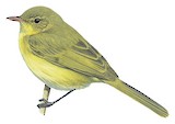 Mountain Yellow Warbler Illustration