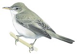 Upcher's Warbler Illustration