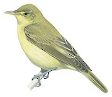 Icterine Warbler Illustration