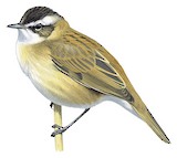 Moustached Warbler Illustration