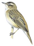 Sedge Warbler Illustration