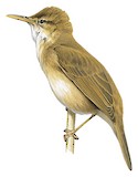 Large-billed Reed Warbler Illustration