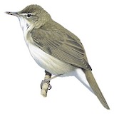 Blyth's Reed Warbler Illustration