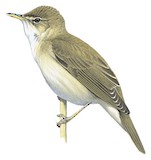 Marsh Warbler Illustration