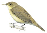 Common Reed Warbler Illustration