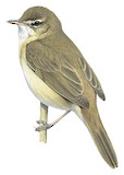 Blunt-winged Warbler Illustration