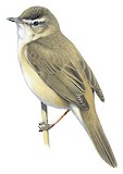 Manchurian Reed Warbler Illustration