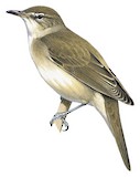 Basra Reed Warbler Illustration