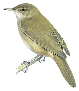 Acrocephalus gracilirostris parvus