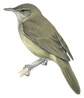 Acrocephalus gracilirostris tsanae