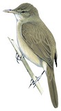 Greater Swamp Warbler Illustration