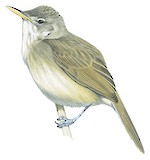 Cape Verde Warbler Illustration