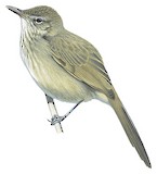 Madagascar Swamp Warbler Illustration