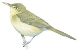 Rodrigues Warbler Illustration