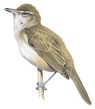 Oriental Reed Warbler Illustration