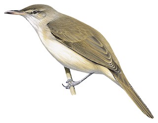 Acrocephalus stentoreus brunnescens