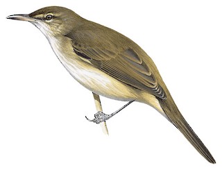 Acrocephalus stentoreus meridionalis