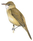 Clamorous Reed Warbler Illustration