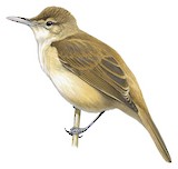 Caroline Reed Warbler Illustration