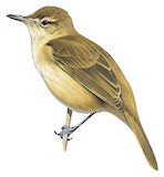 Nauru Reed Warbler Illustration