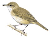 Millerbird Illustration