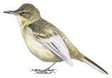 Pitcairn Reed Warbler Illustration