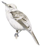 Henderson Reed Warbler Illustration