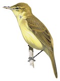 Cook Reed Warbler Illustration