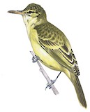 Tahiti Reed Warbler Illustration