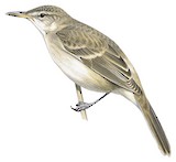 Tuamotu Reed Warbler Illustration