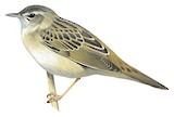 Pallas's Grasshopper Warbler Illustration