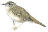 Middendorff's Grasshopper Warbler Illustration