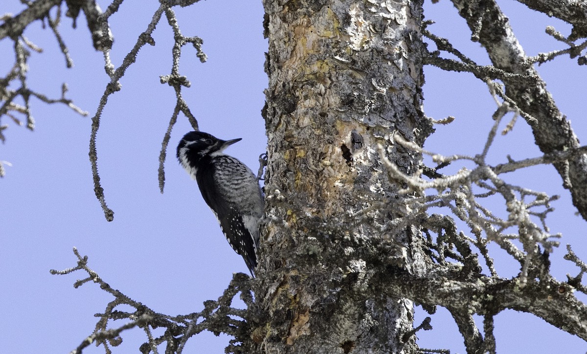 American Three-toed Woodpecker (Rocky Mts.) - Peter Seubert