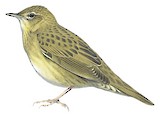 Common Grasshopper Warbler Illustration