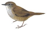 Buru Bush Warbler Illustration